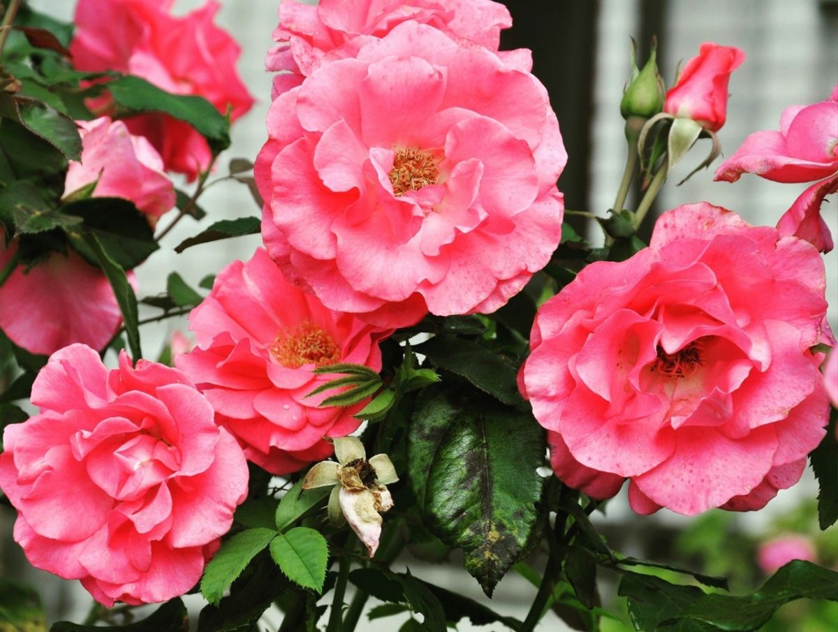 История в веках | Экскурсия в Багратионовск, Правдинск и ...